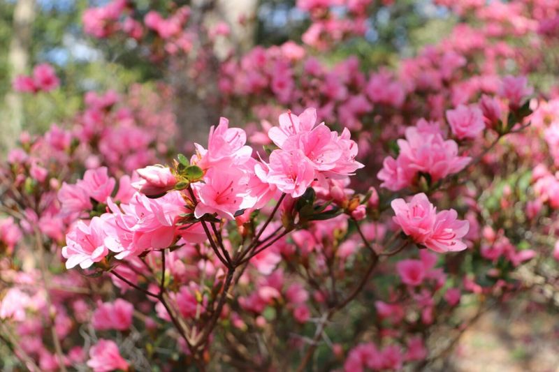 North Carolina Azaleas Recover Faster When Gardeners Avoid Heavy Soil Disturbance