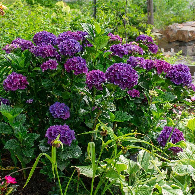 North Carolina Clay Soil Needs Improvement For Better Hydrangea Blooms North Carolina Clay Soil Needs Improvement For Better Hydrangea Blooms
