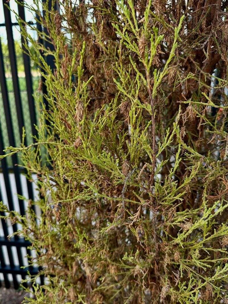 North Carolina Evergreens Are Especially Vulnerable To Bagworms