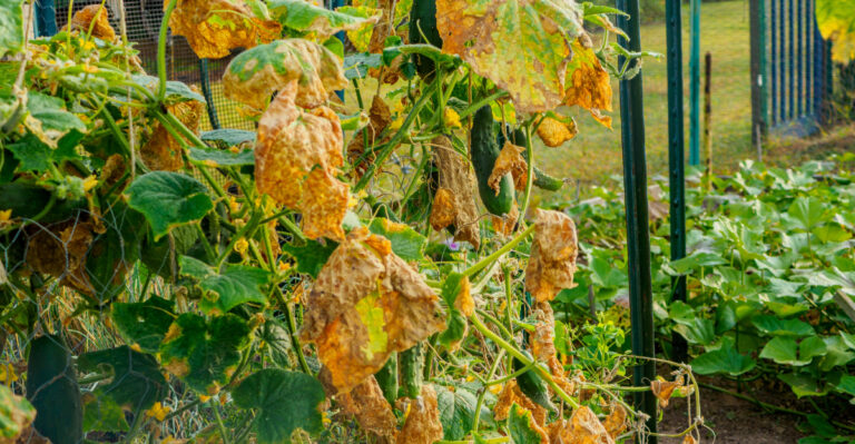 wilted cucumbers