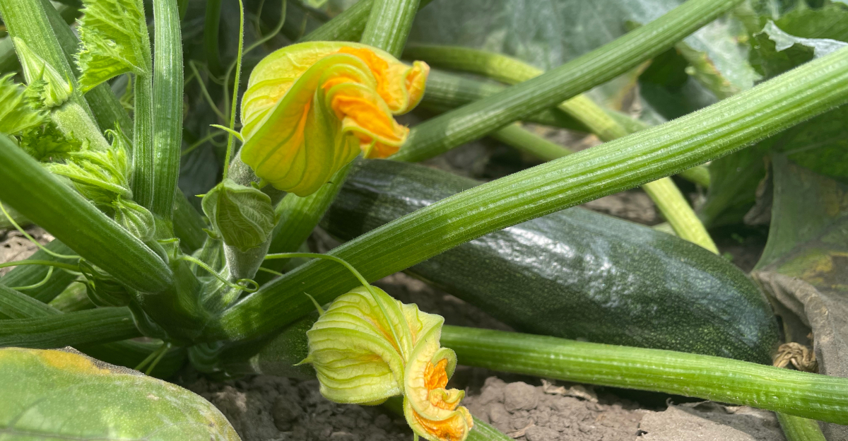 zucchini plant