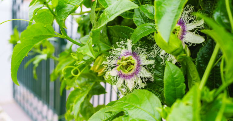 North Carolina Gardeners Can Turn Bare Fences Into Green Walls With These Fast-Climbing Plants
