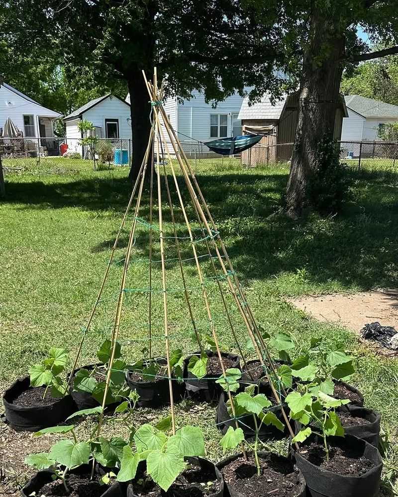 North Carolina Gardeners Get Better Harvests When They Trellis Cucumbers North Carolina Gardeners Get Better Harvests When They Trellis Cucumbers