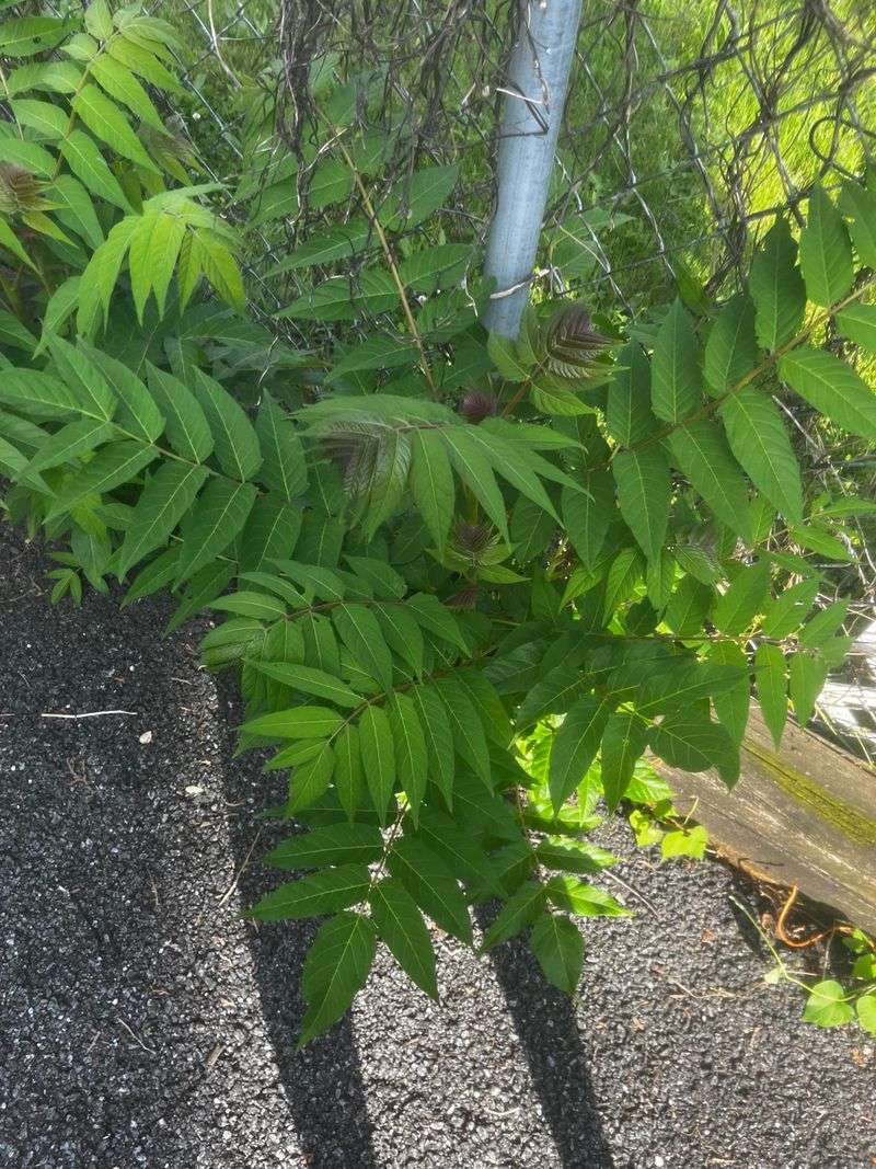 North Carolina Gardeners Often Mistake Tree Of Heaven For Native Trees North Carolina Gardeners Often Mistake Tree Of Heaven For Native Trees