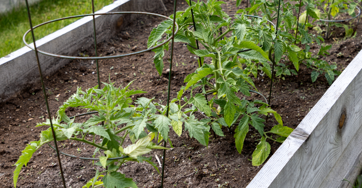 tomato support