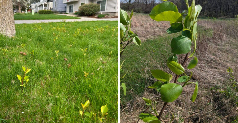 North Carolina Gardeners Should Pull Bradford Pear Seedlings This May Before They Spread