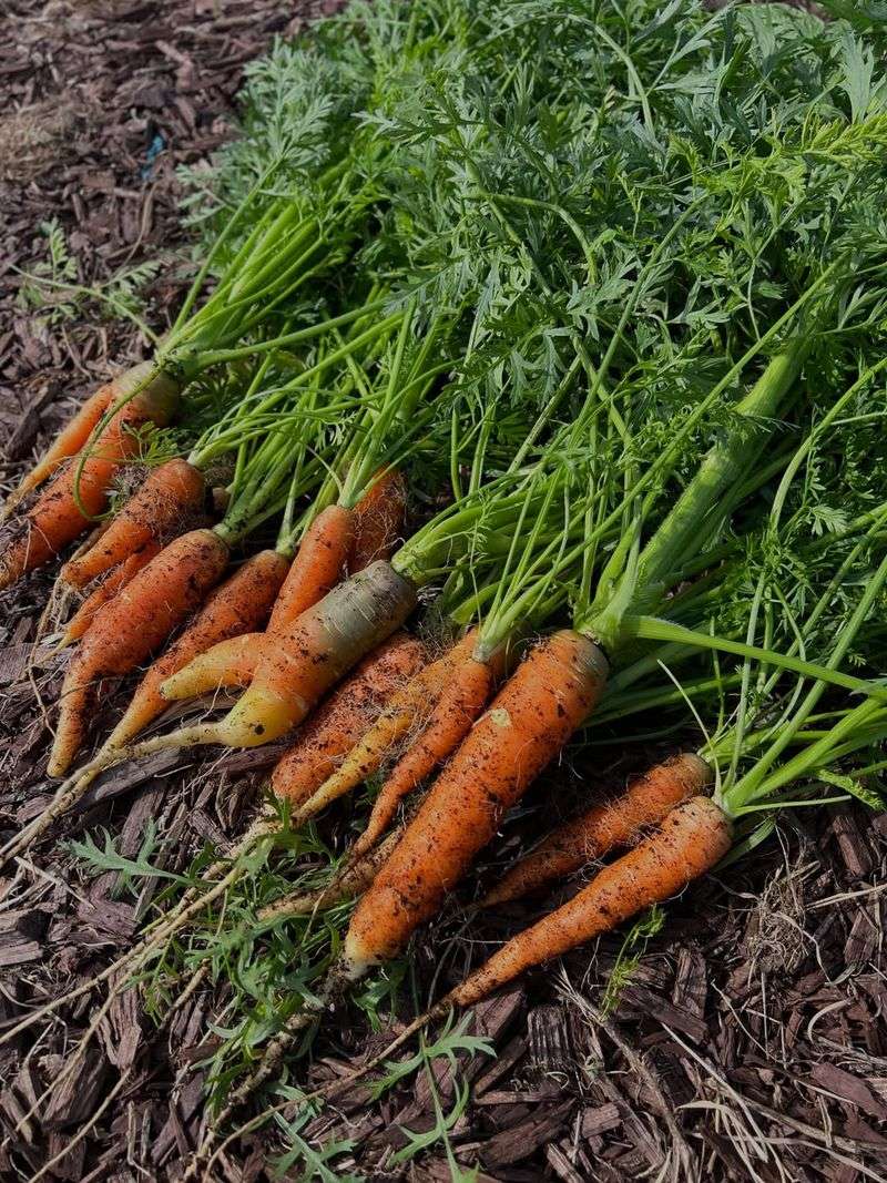 North Carolina Gardeners Should Start Carrots And Beets Earlier Than Expected