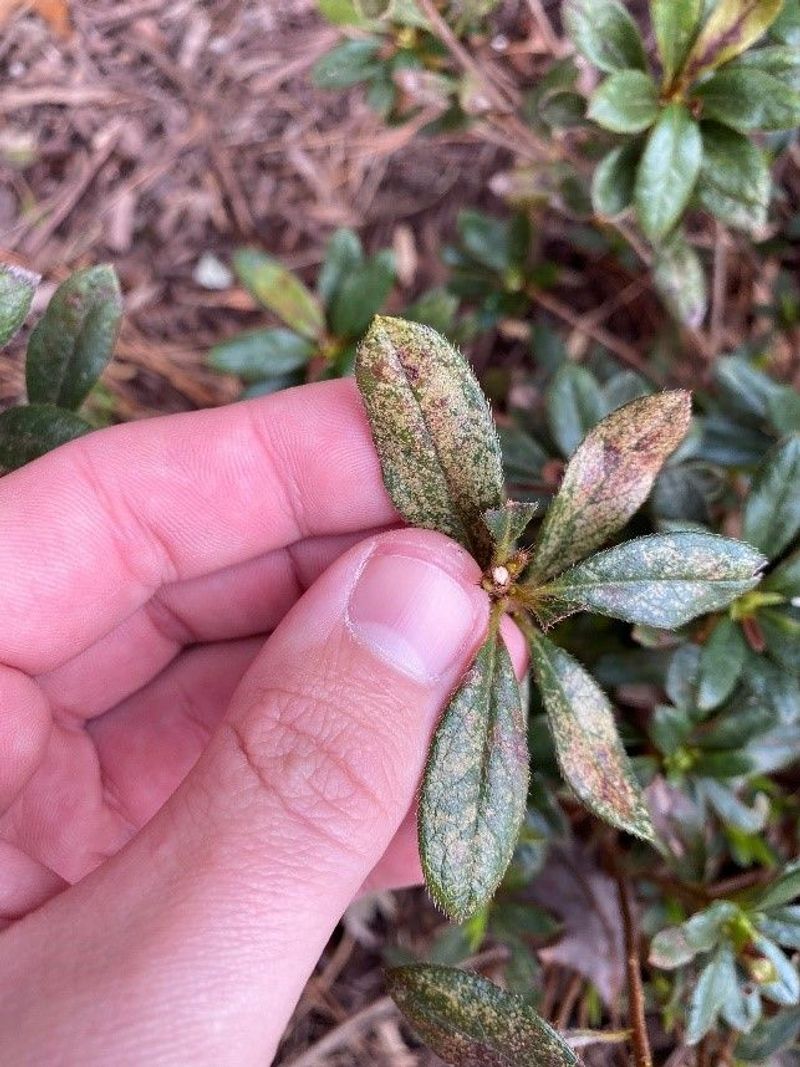 North Carolina Gardeners Should Watch For Lace Bugs After Blooming Ends