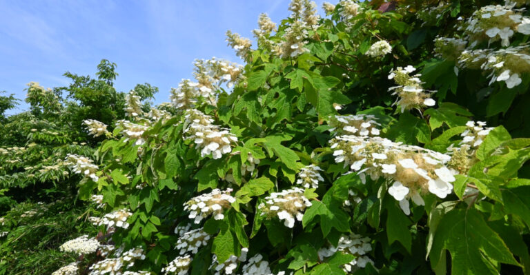 North Carolina Gardeners Who Do This In May Get More Oakleaf Hydrangea Blooms