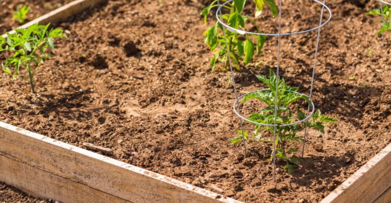 North Carolina Gardeners Who Skip This In May Lose Tomato Harvest By August