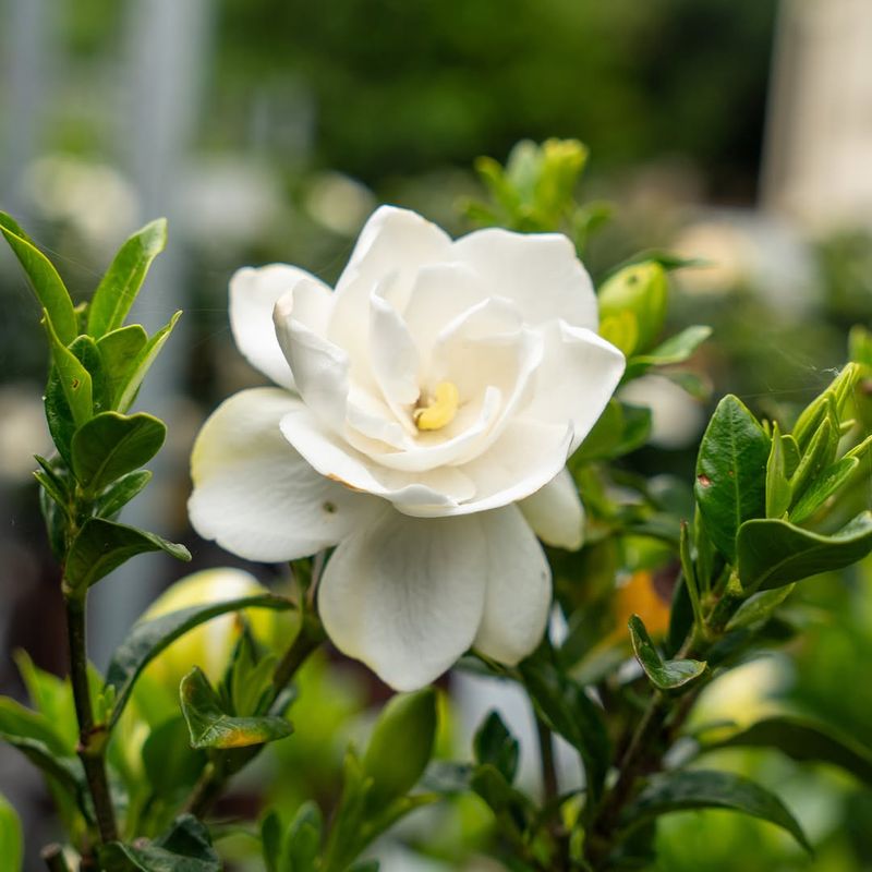 North Carolina Gardenias Often Need Protection From Late Afternoon Heat