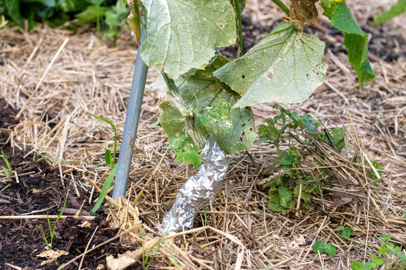 North Carolina Heat And Humidity Increase Pest Pressure On Cucumber Plants