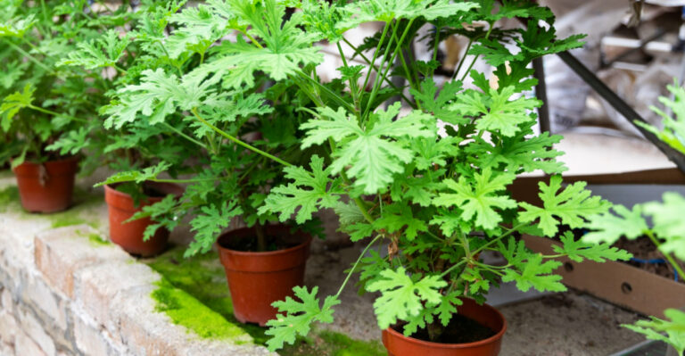 North Carolina Herbs With Natural Mosquito-Repellent Compounds Worth Knowing About