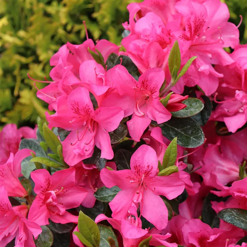 North Carolina Humidity Makes Airflow Extremely Important For Azaleas