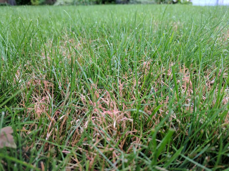 North Carolina Lawns With Thick Thatch Tend To Have More Chinch Bug Problems