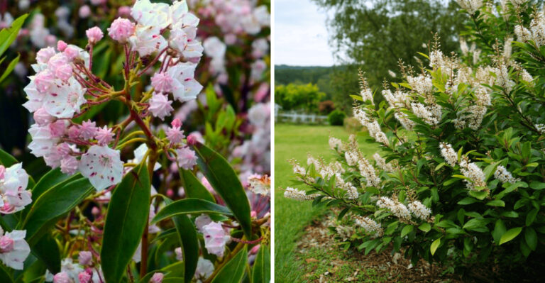 North Carolina Native Plants With Longer-Lasting Color Than Crape Myrtle