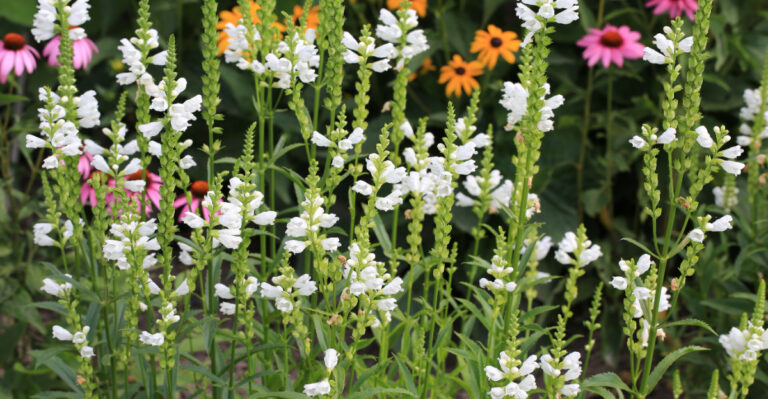obedient plant