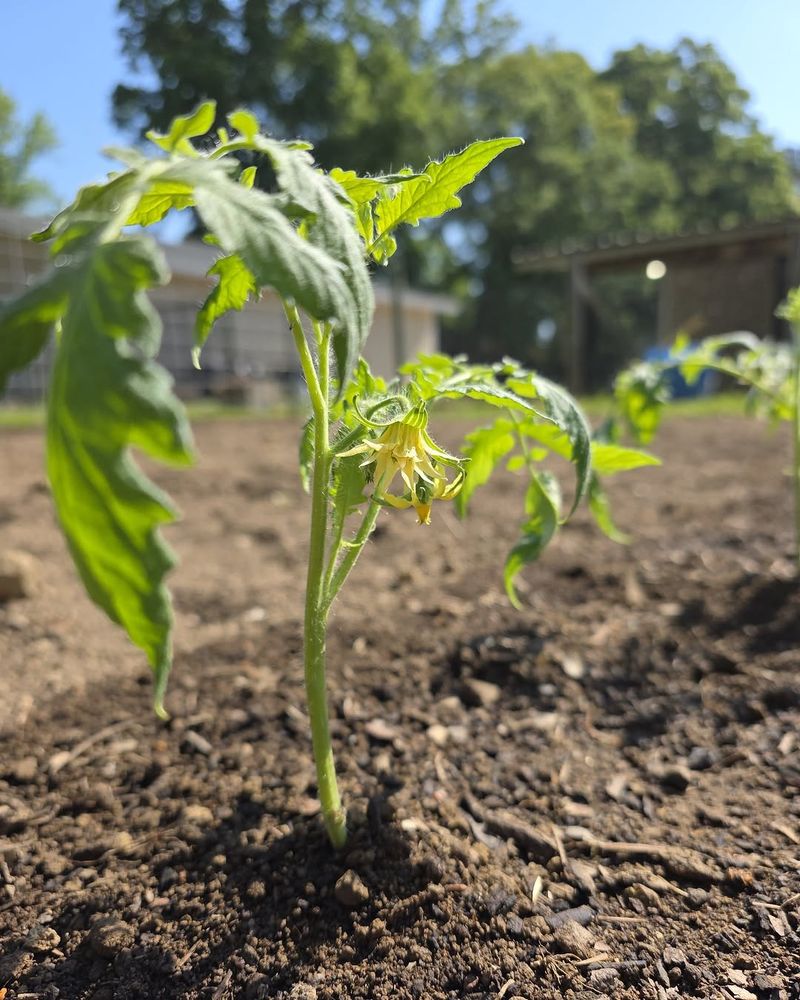 North Carolina Rain And Sandy Soil Can Complicate Feeding Plans