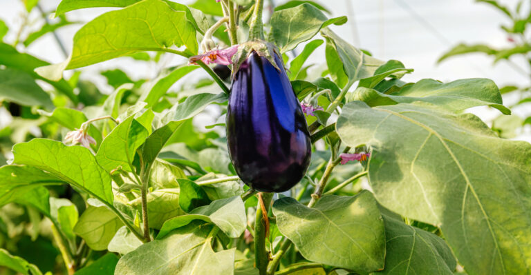 eggplant growing