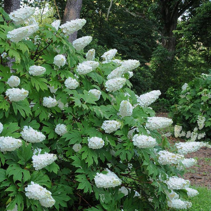 North Carolina's Climate Is Actually Perfect For This Shrub Without Extra Cutting