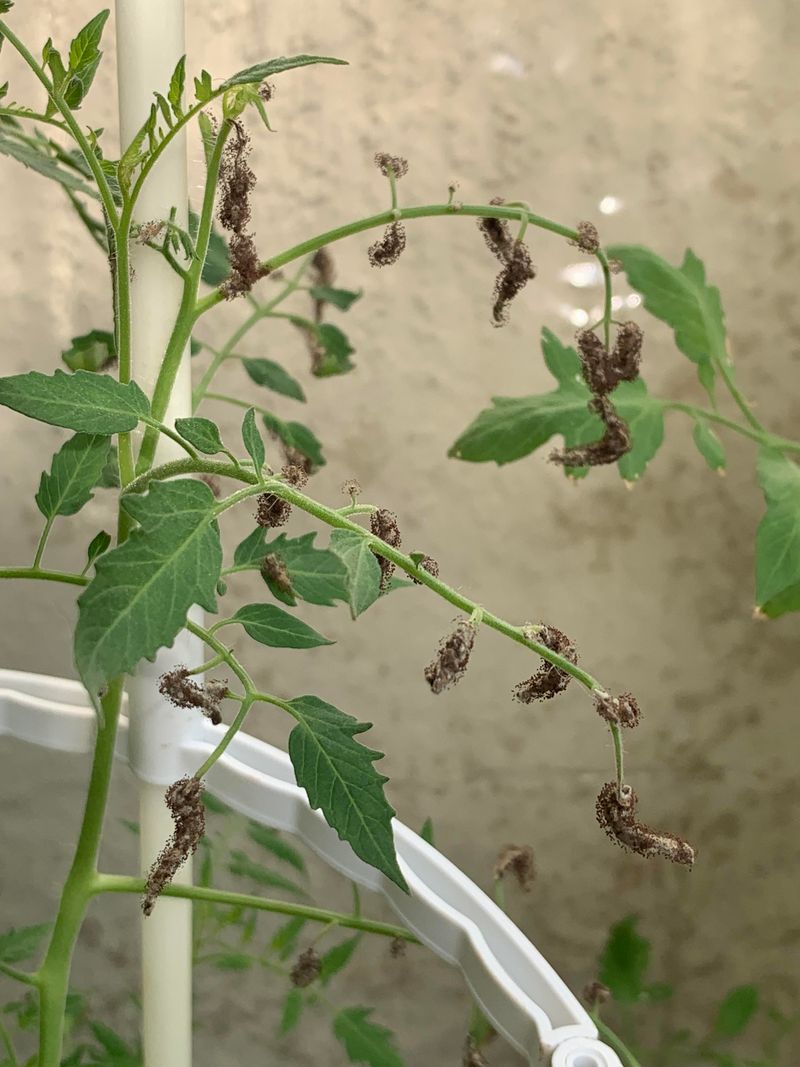 North Carolina's Warm Spring Weather Helps Thrips Multiply Quickly