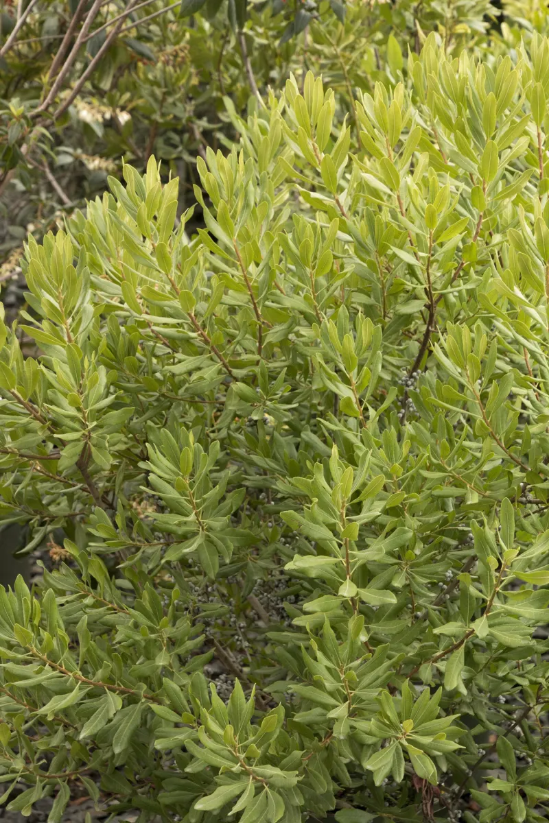 Northern Bayberry Adds A Softer Native Screen
