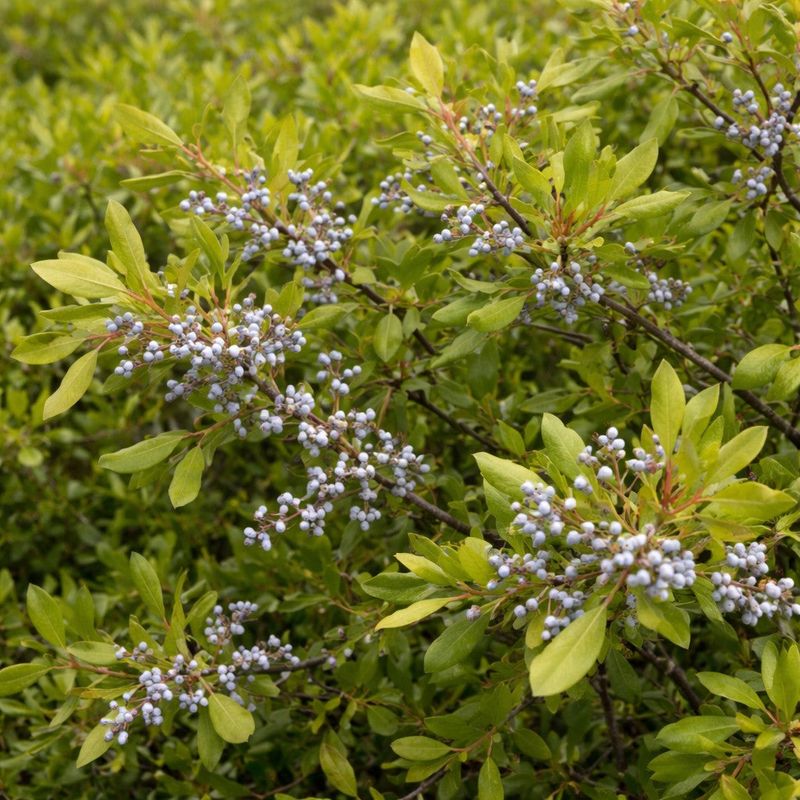 Northern Bayberry Adds A Tough Native Edge