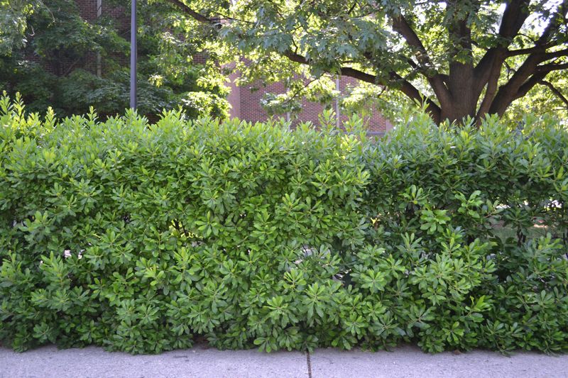Northern Bayberry 