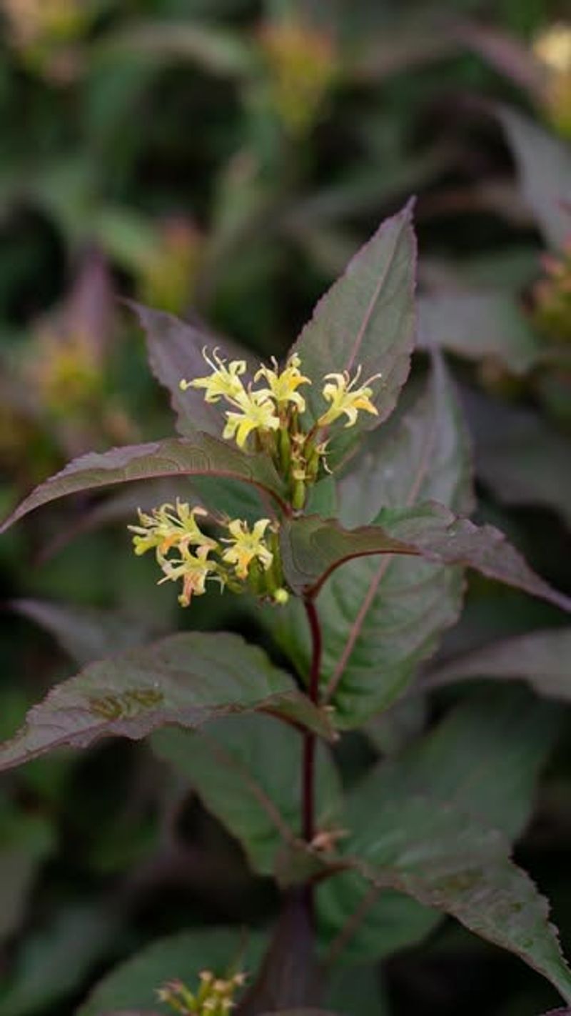 Northern Bush Honeysuckle (Diervilla Lonicera)