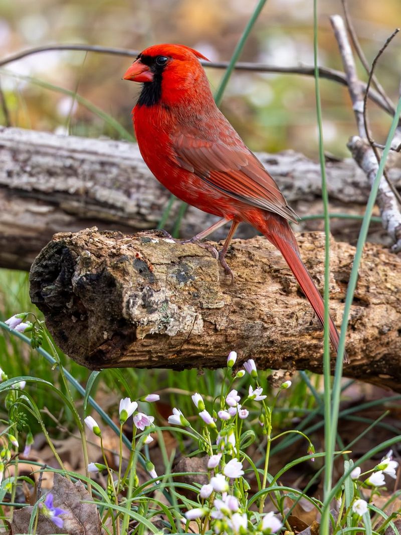 Northern Cardinals Grow More Active During Nesting Season