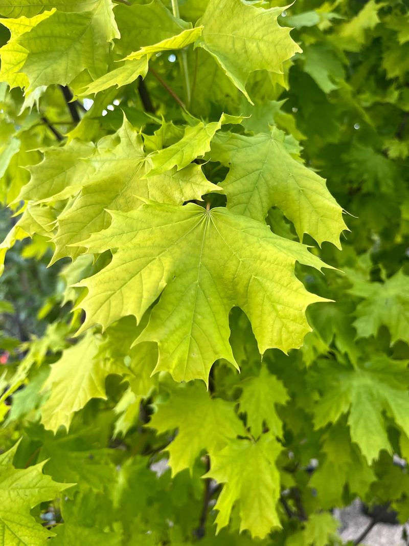 Norway Maple Norway Maple