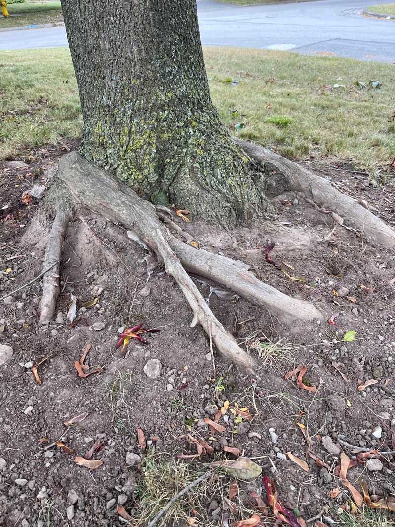 Norway Maple 