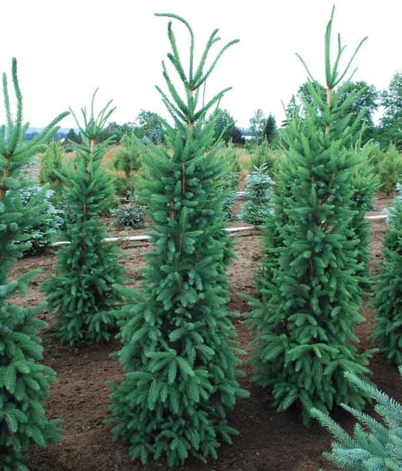Norway Spruce 