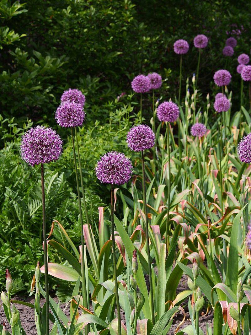 Not Every Allium Naturalizes Equally Well