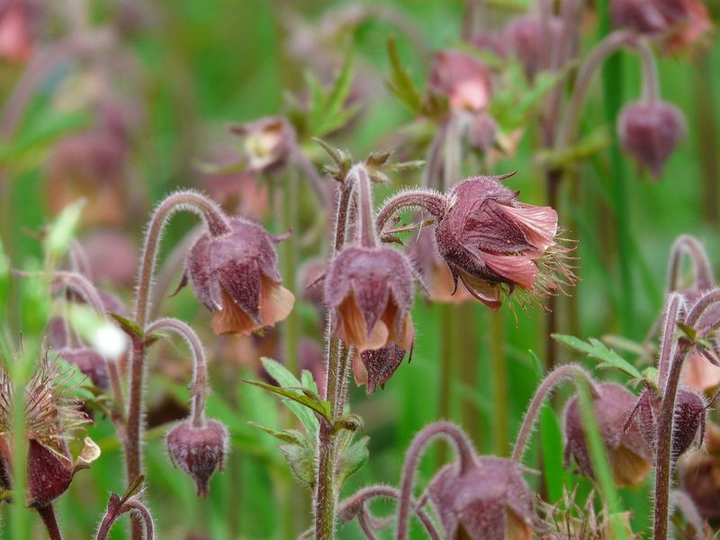 Not Every Geum Handles Heat Equally Well