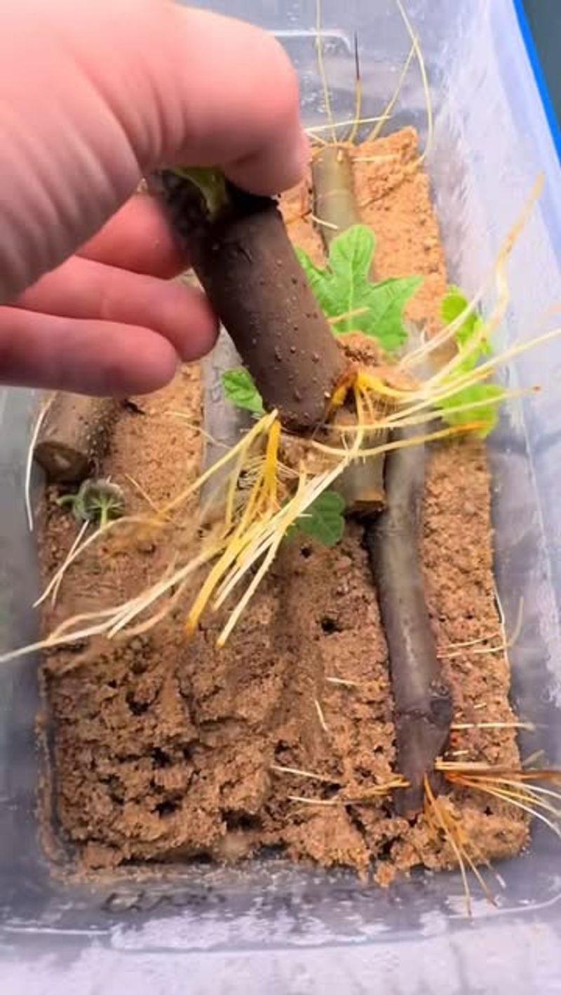 Not Every Plant Roots Easily From Cuttings