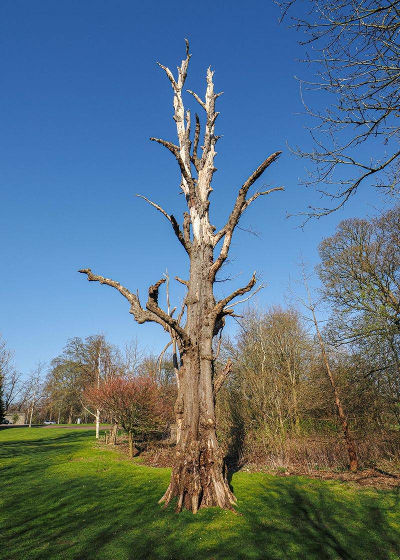 A tree that has reached the end of its life