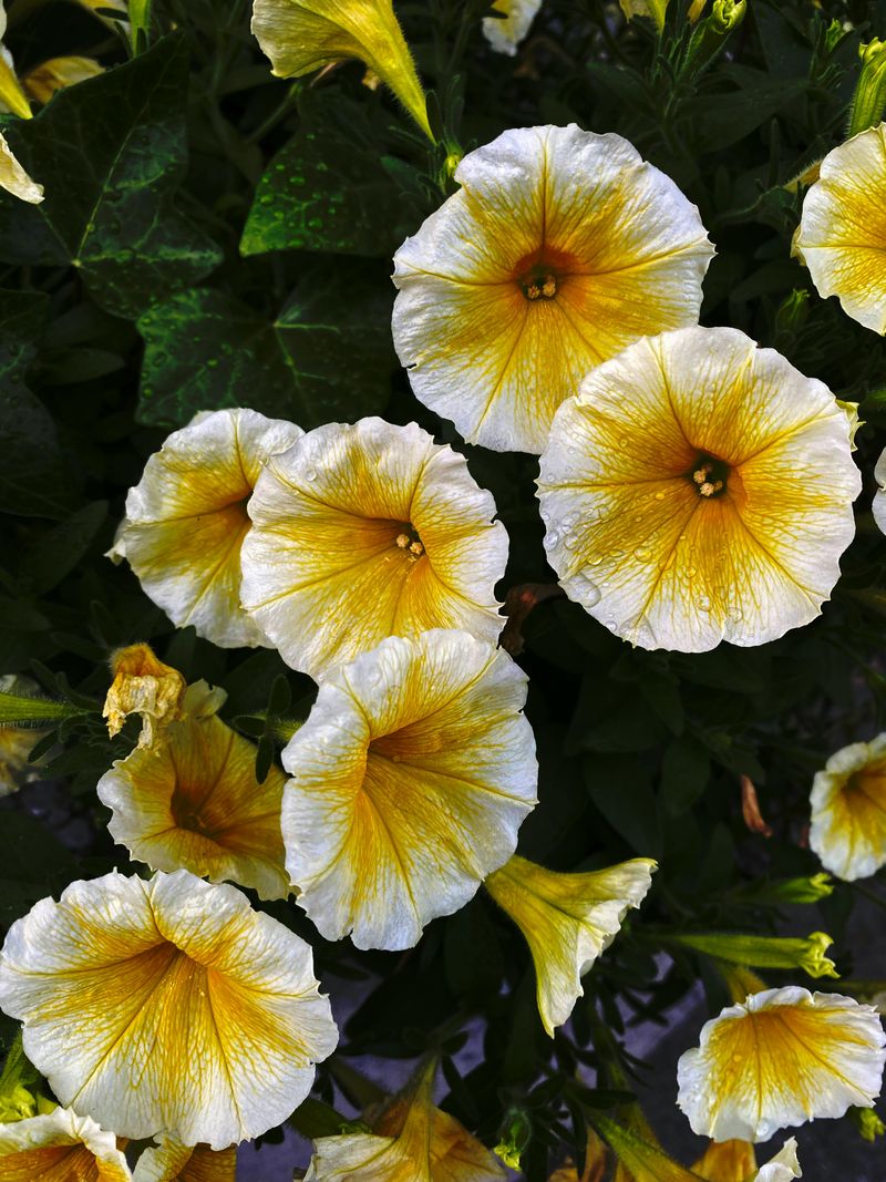 Not Every Yellow Leaf Is A Problem, Sometimes Its Just Natural Aging Not Every Yellow Leaf Is A Problem, Sometimes Its Just Natural Aging