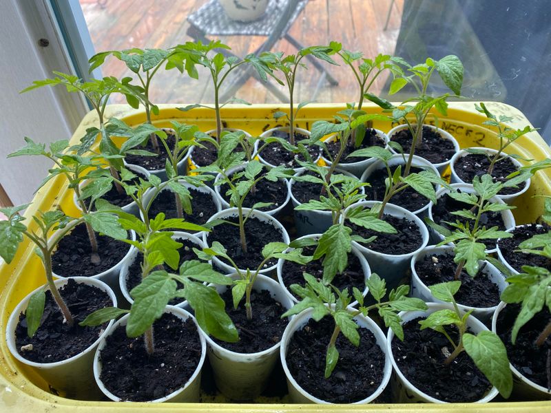 Not Hardening Off Transplants Not Hardening Off Transplants