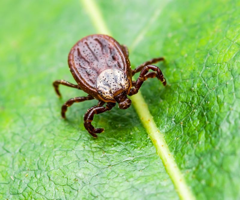Not Managing Wildlife That Carries Ticks Into Your Yard