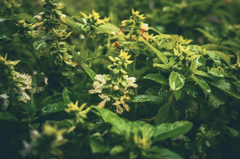 Not Pinching Off Flower Buds