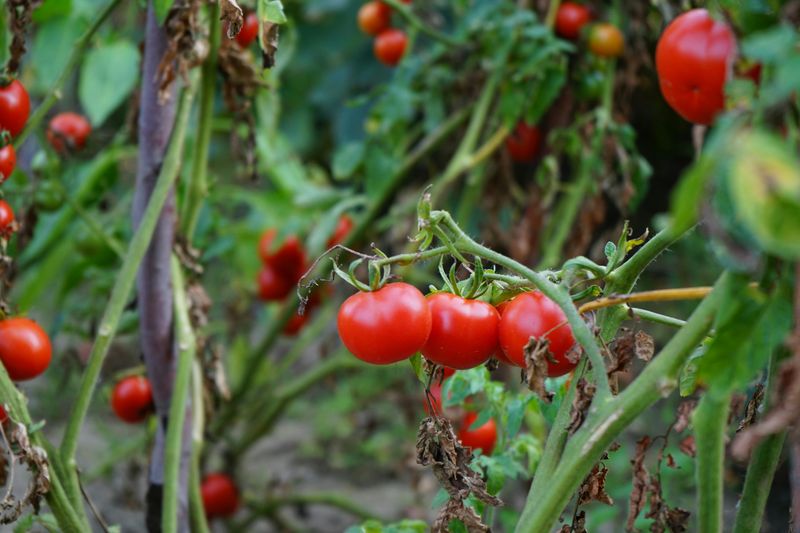 Not Pruning Suckers On Indeterminate Varieties