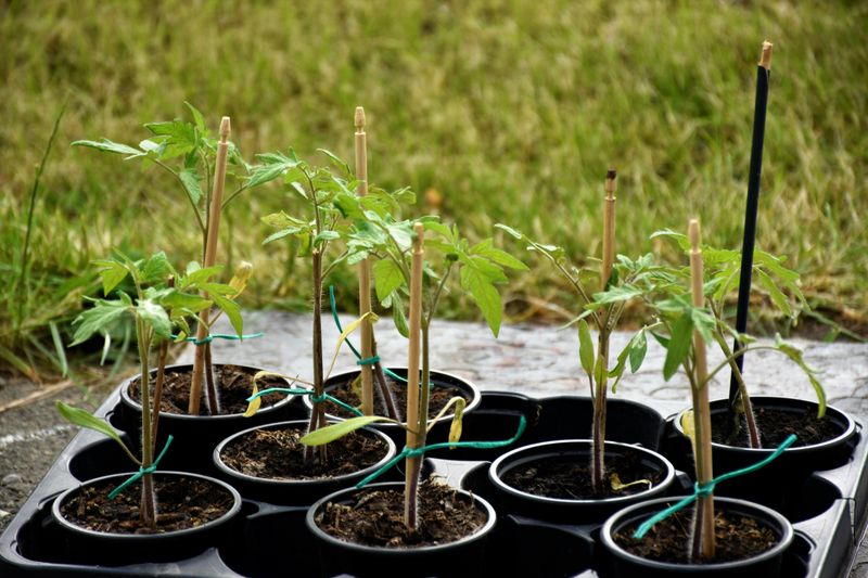 Not Staking Or Caging Plants Early Enough