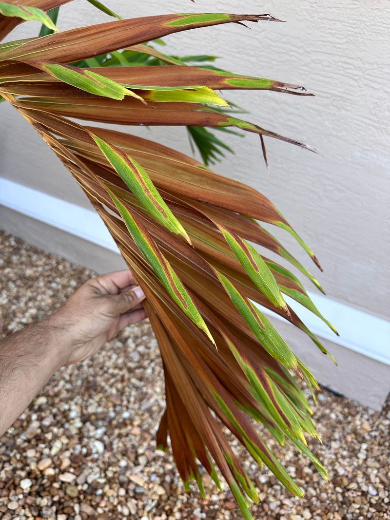 Nutrient Deficiencies Cause Discoloration Across New Growth Nutrient Deficiencies Cause Discoloration Across New Growth