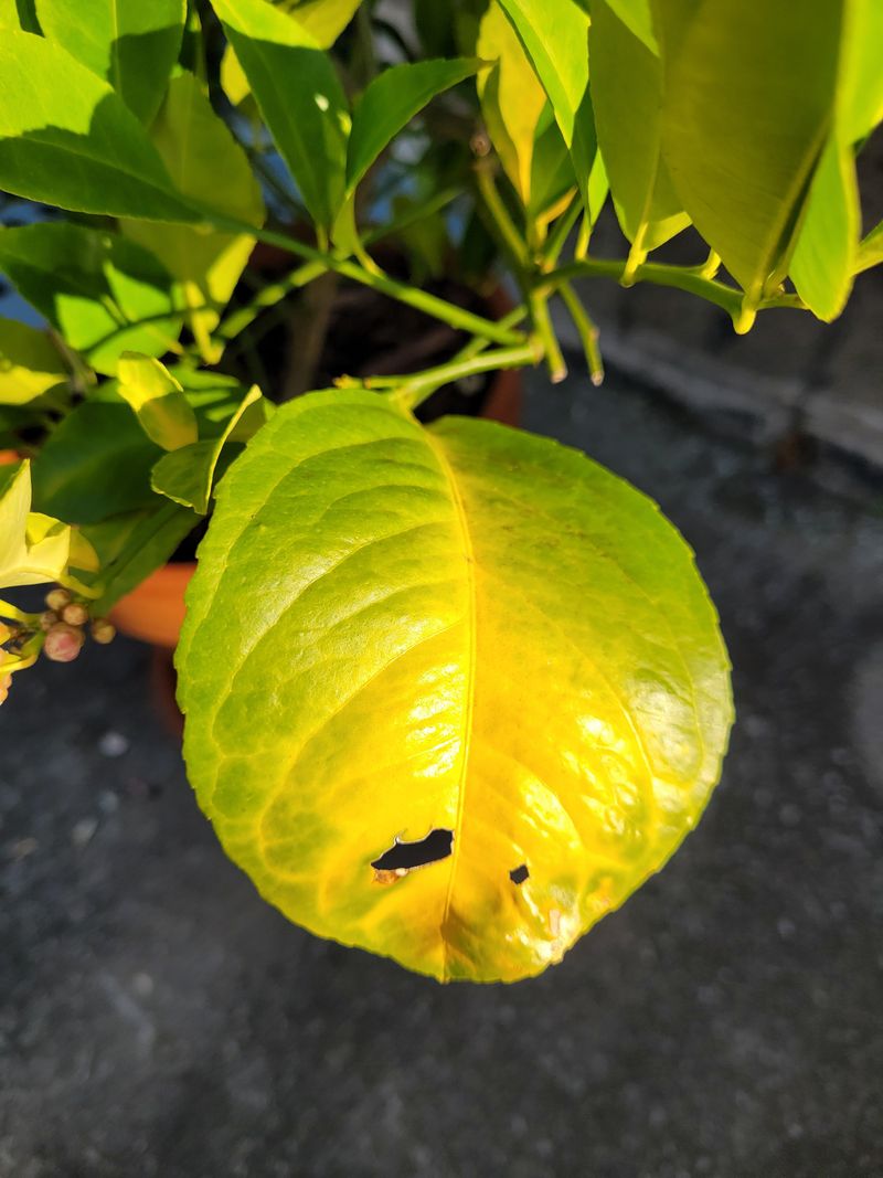 Nutrient Deficiencies Sometimes Affect Fruit Development And Retention