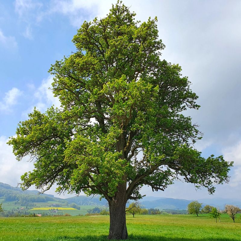 Oak Tree Oak Tree