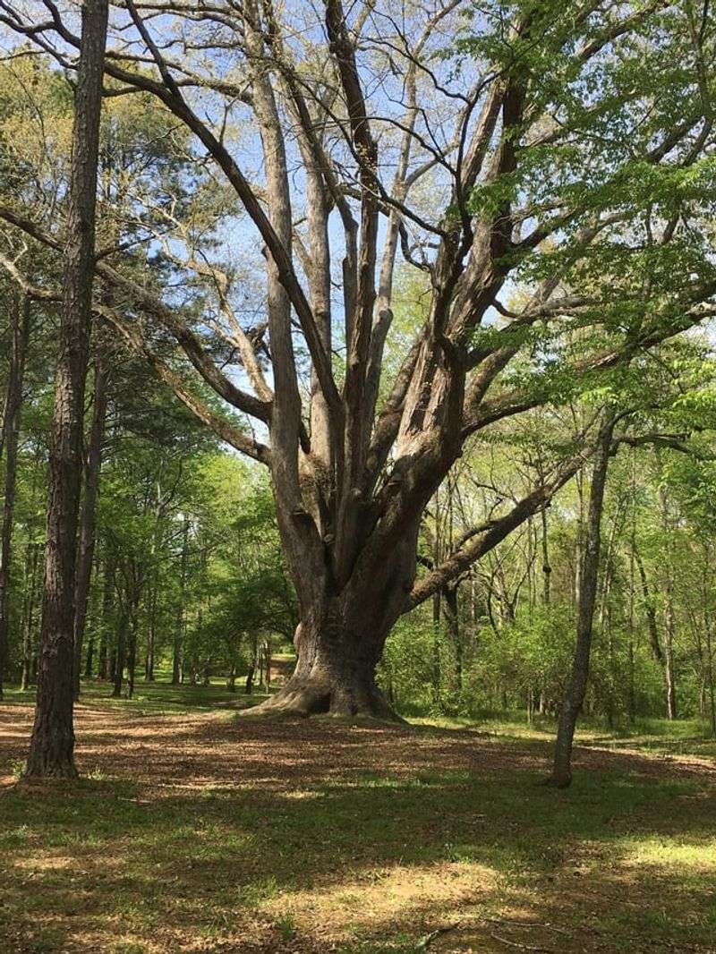 Oak Trees Build Leaf Litter Where Fireflies Develop
