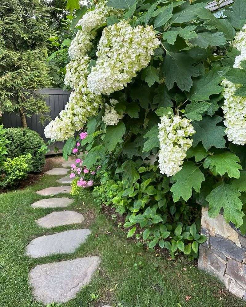 Oakleaf Hydrangea