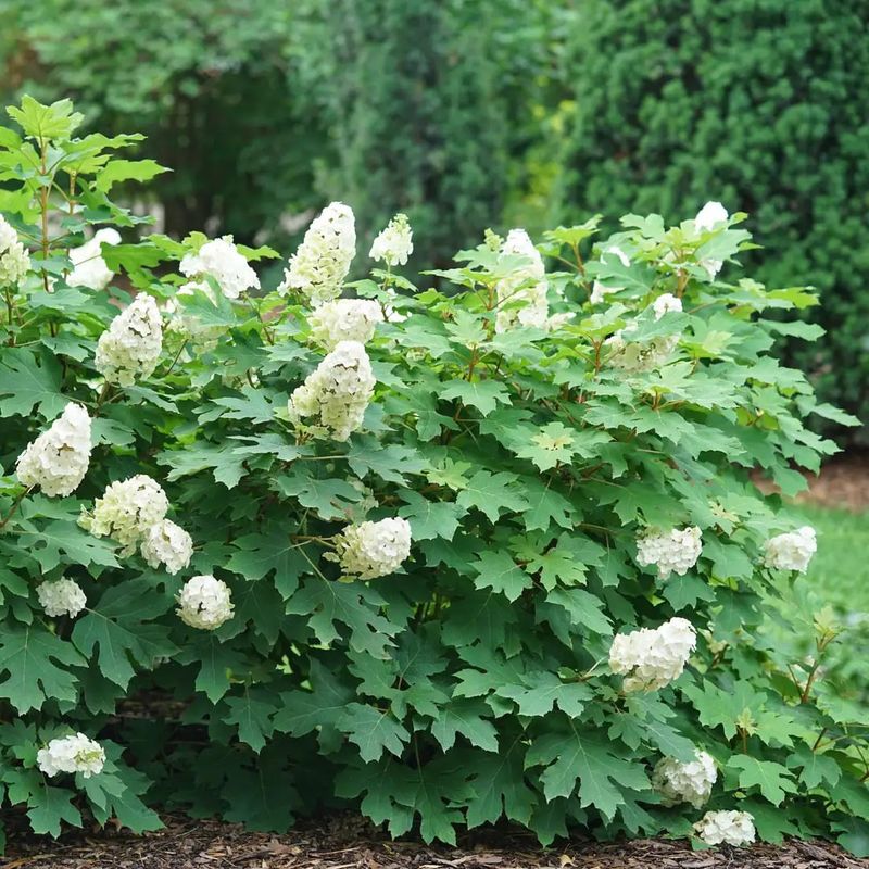 Oakleaf Hydrangea