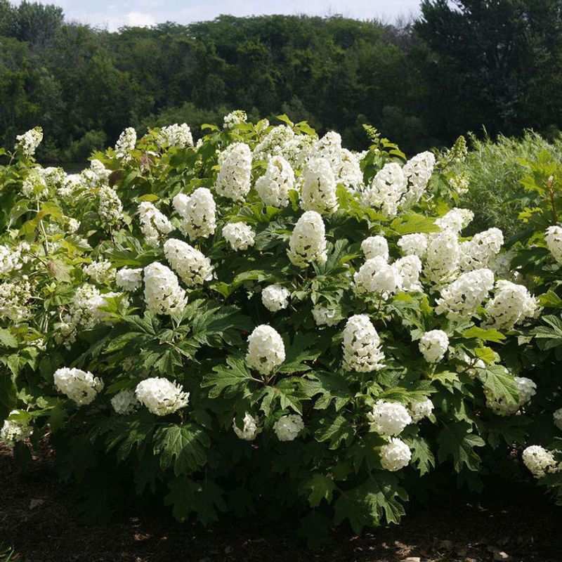 Oakleaf Hydrangea Oakleaf Hydrangea